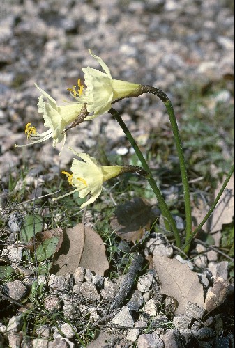 Narcissus hedraeanthus